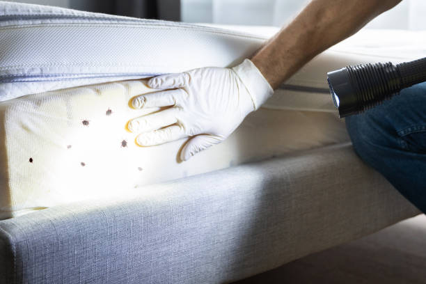 Best Local Pest Control Services  in Port Barre, LA