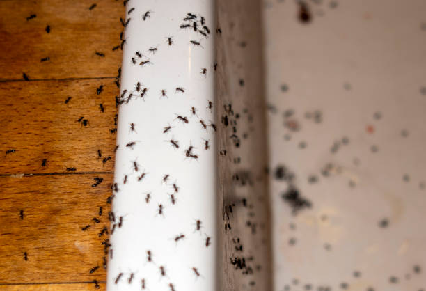 Best Pest Control Near Me in Port Barre, LA